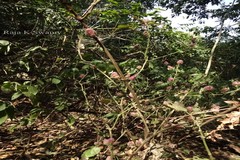 Nilgirianthus lupulinus